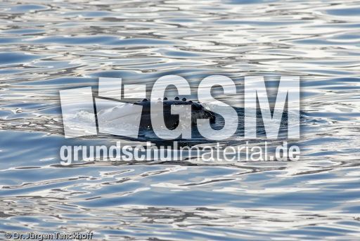 Buckelwal (31 von 57).jpg